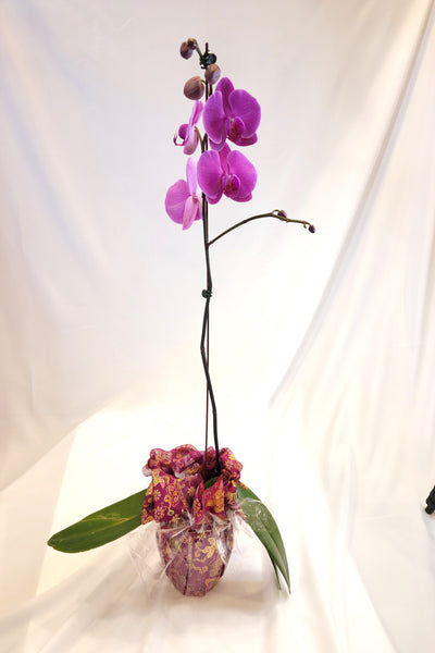 Orchid with Vase Bojagi Wrapping